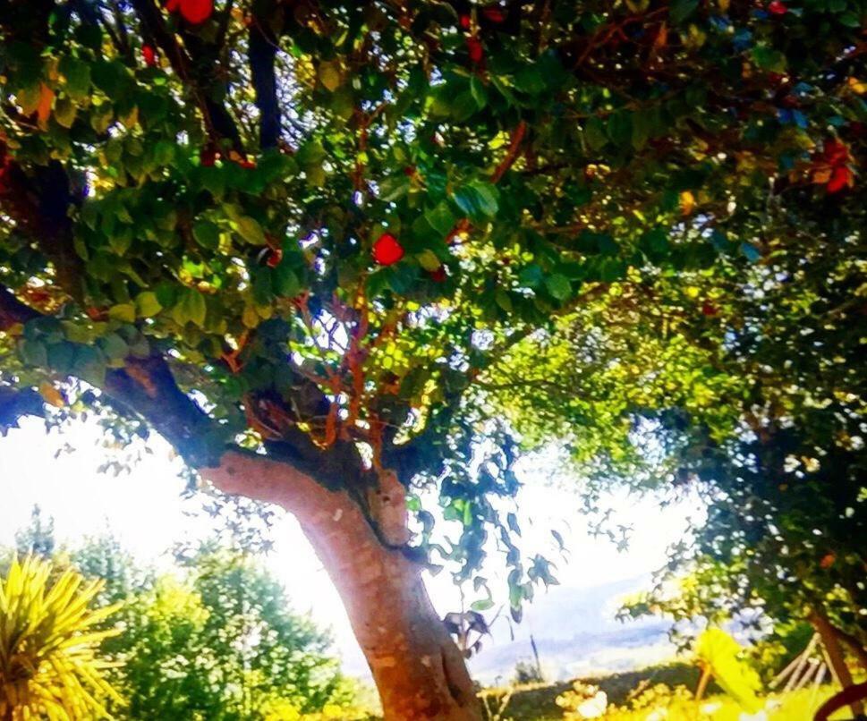 Casa Magnolia Villa Braga Dış mekan fotoğraf